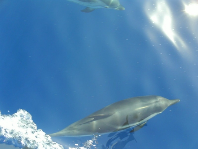 Hermosos pbaños en barco 
